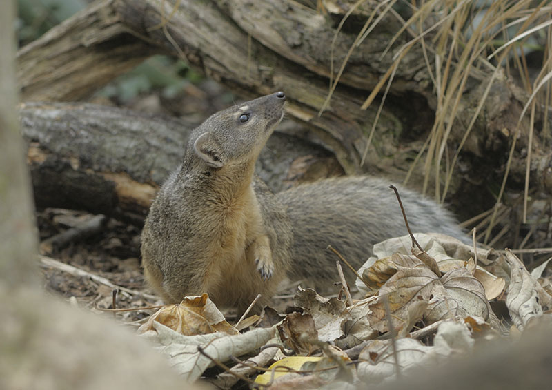 Narrow-striped mongoose (2)