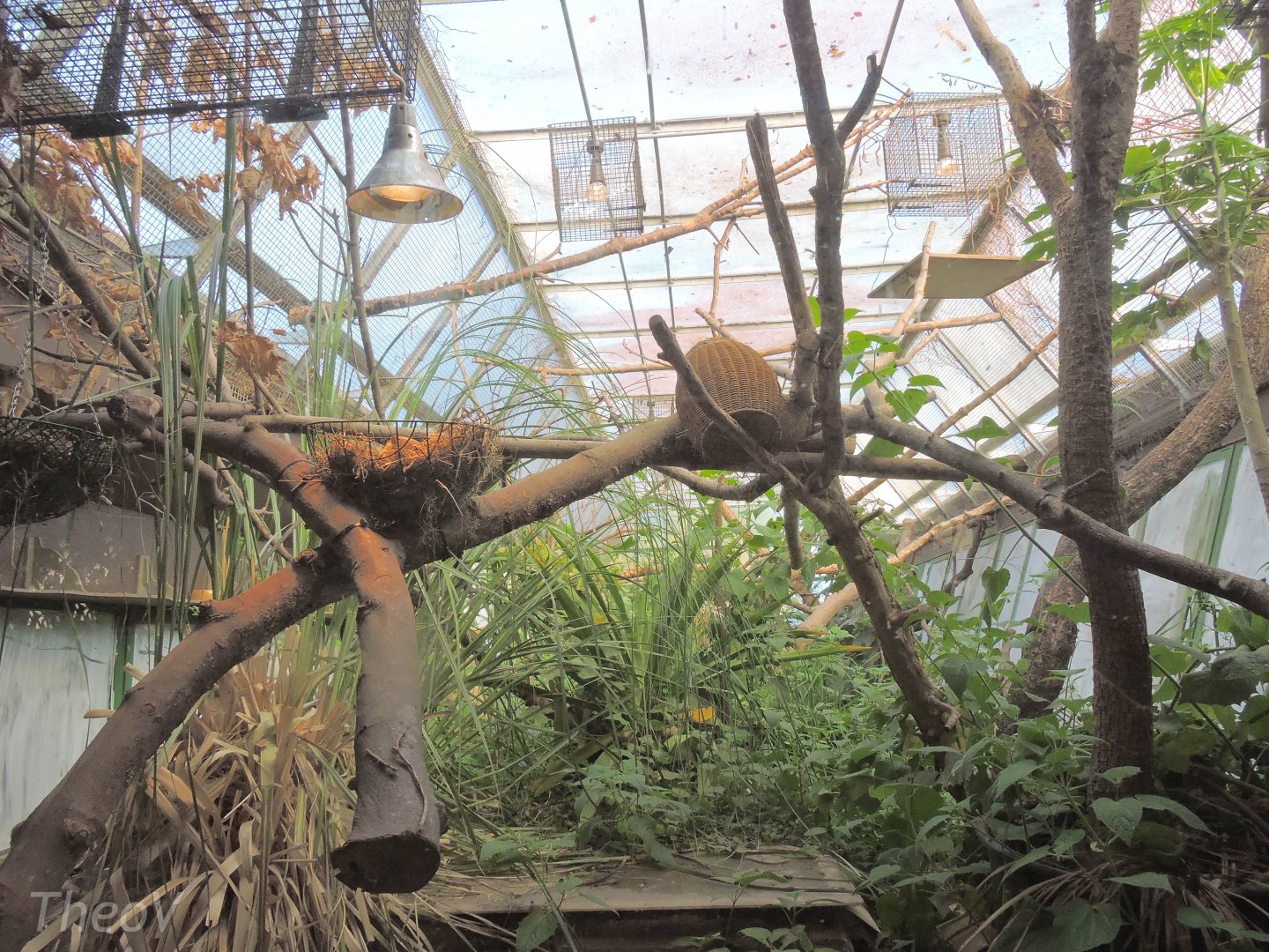 Narrow-striped mongoose [2015]