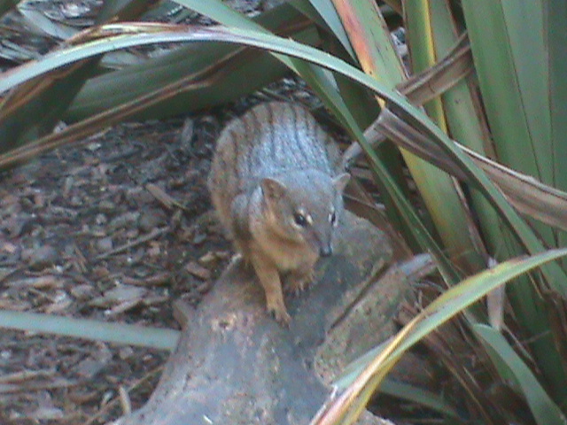 narrow-striped mongoose 211010