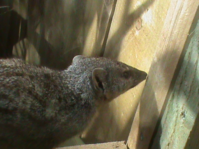 narrow-striped mongoose 211010