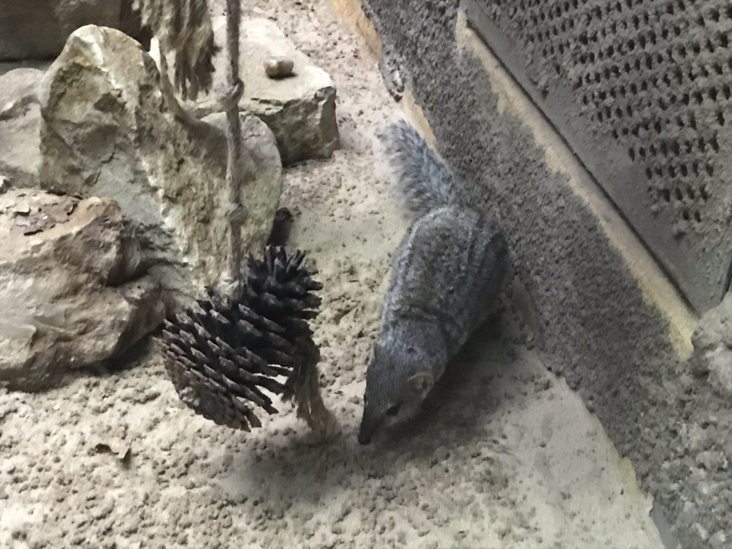 Narrow-striped mongoose 290118