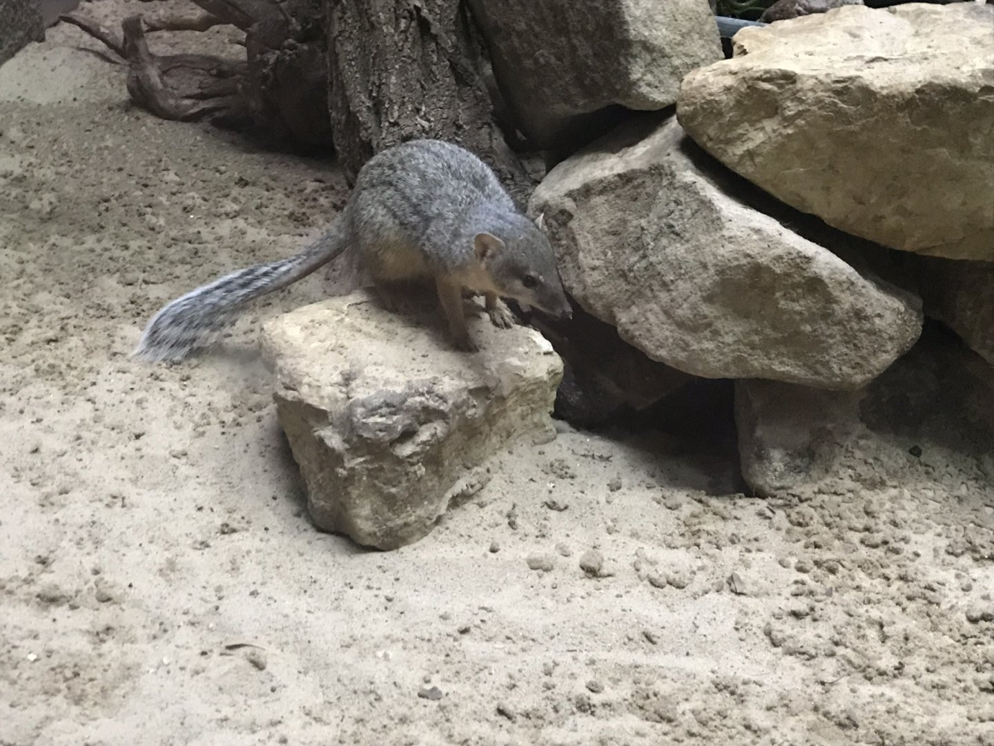 Narrow-striped mongoose 290118