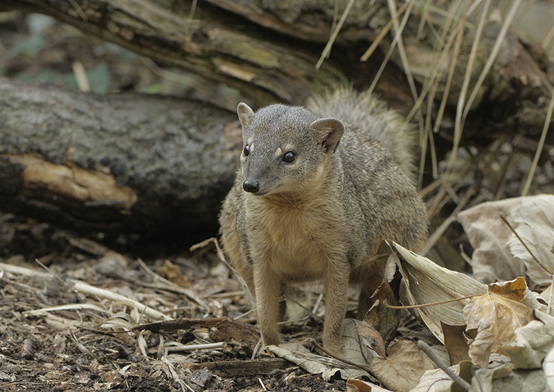 Narrow-striped mongoose (3)