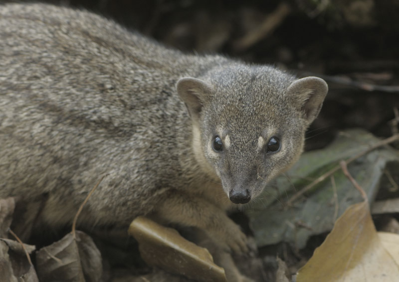 Narrow-striped mongoose (4)