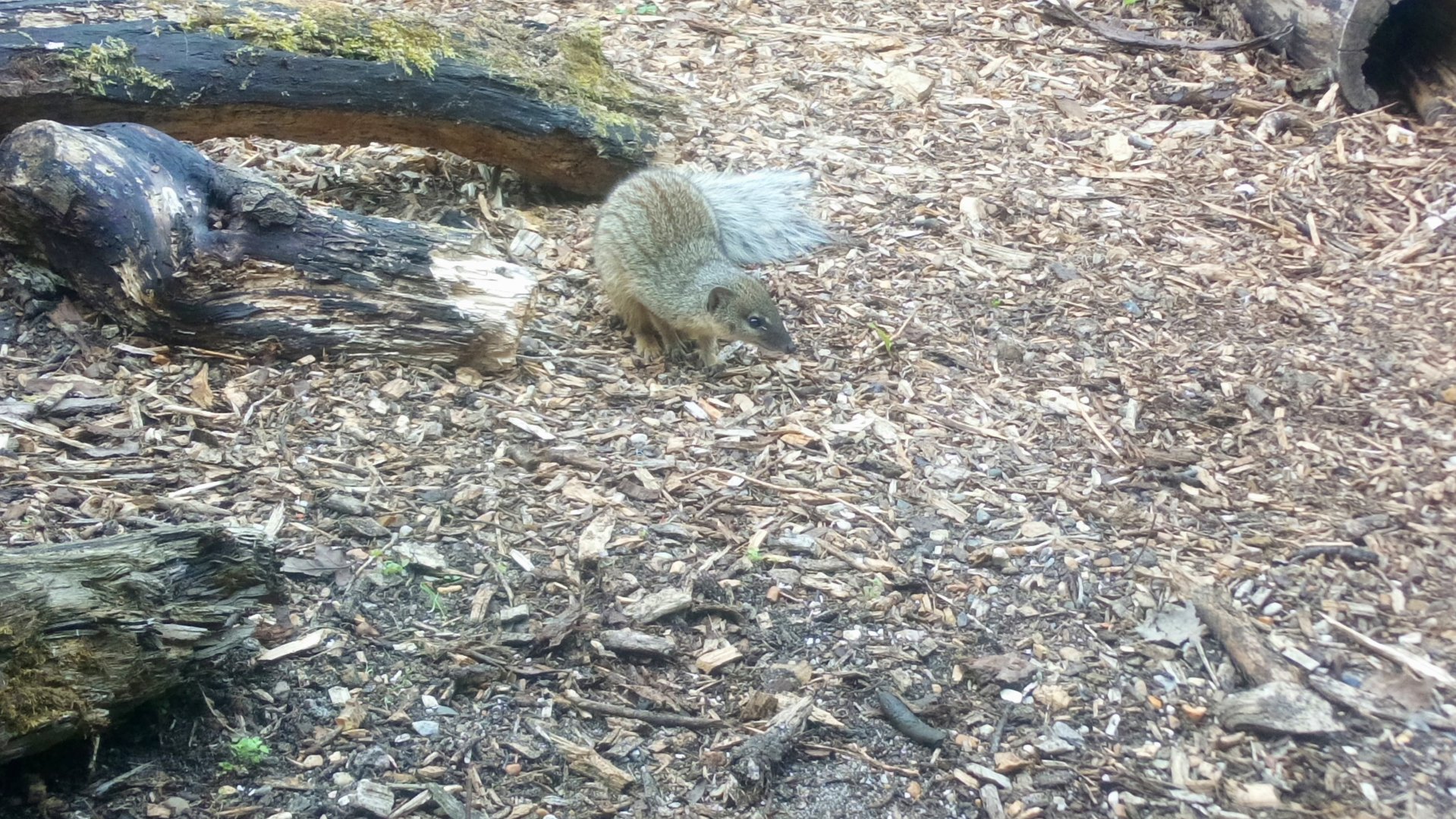 Narrow striped Mongoose 7/6/21