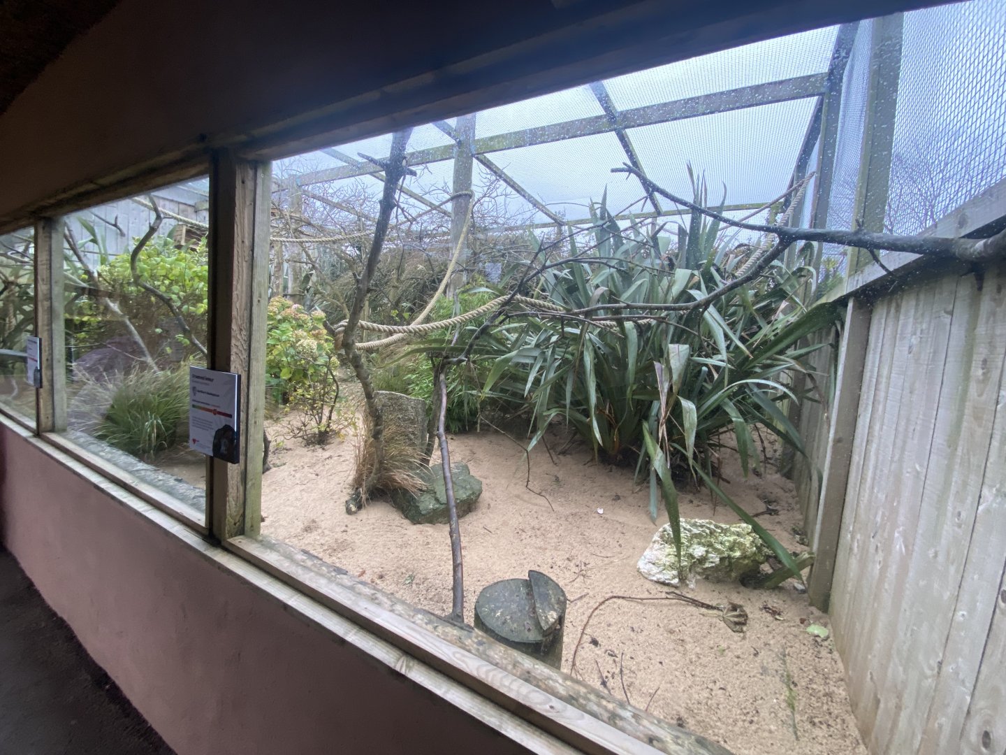 Narrow-striped mongoose and Crowned lemur enclosure 111221