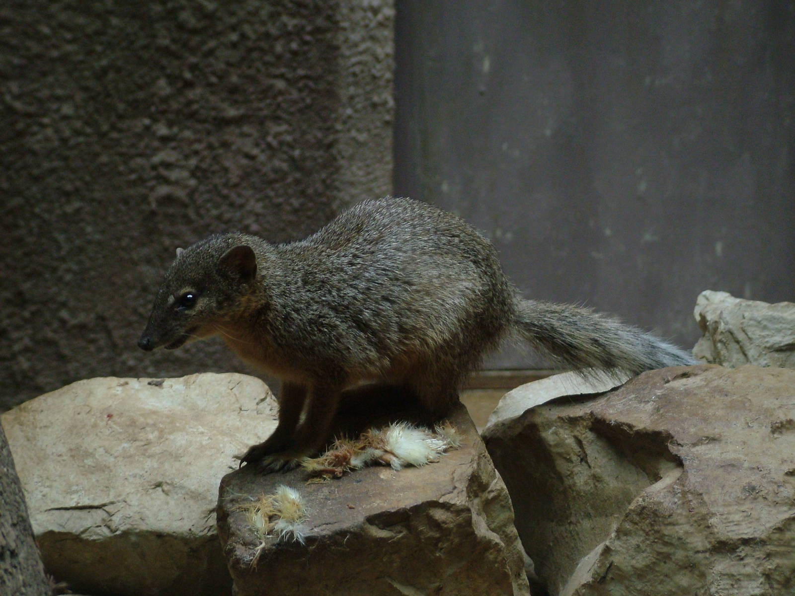 Narrow-striped Mongoose at Berlin Zoo, 31/08/11