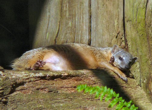 narrow striped mongoose at Durrell/Jersey