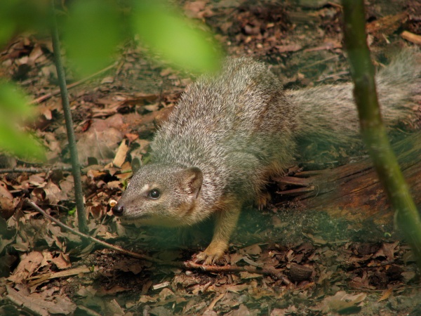 Narrow-striped Mongoose at Plzen zoo