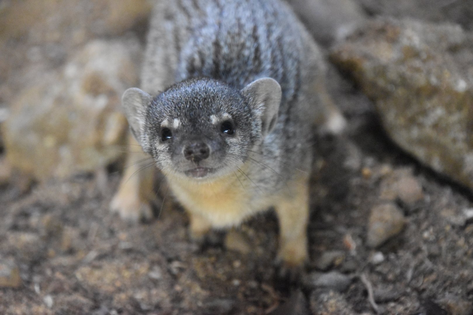 Narrow striped mongoose baby!