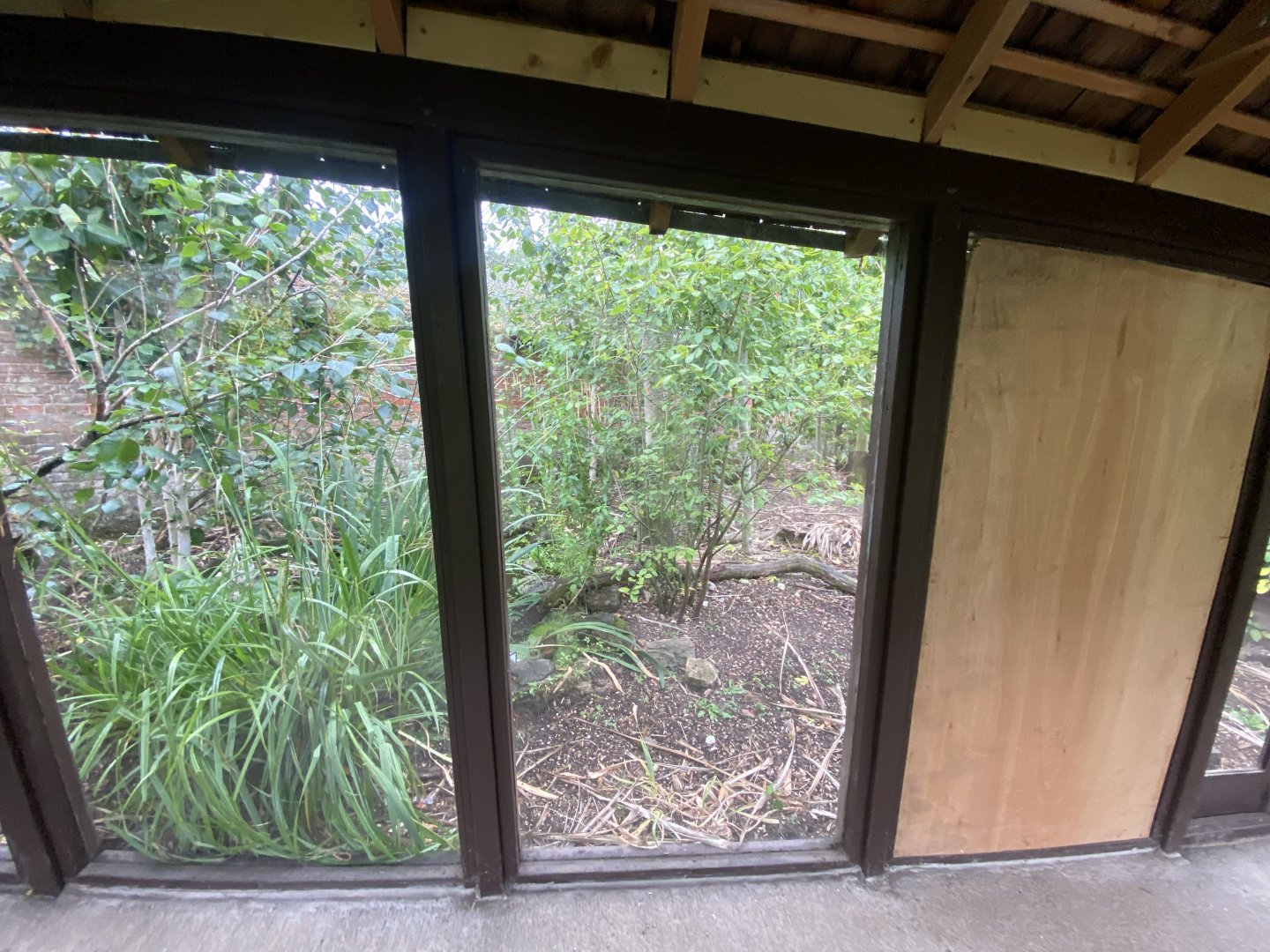 Narrow-striped mongoose enclosure 150725