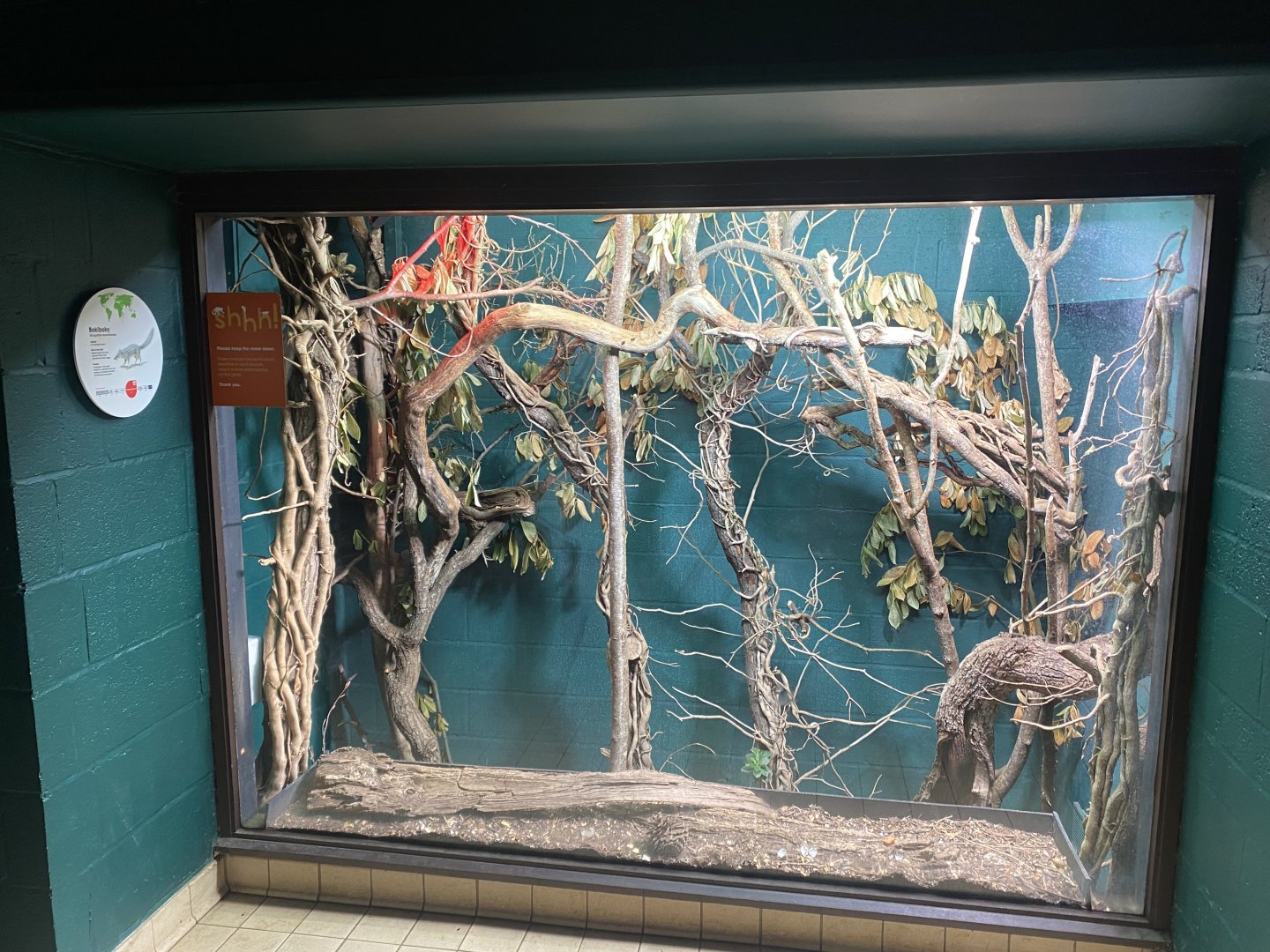 Narrow-striped mongoose enclosure 150725