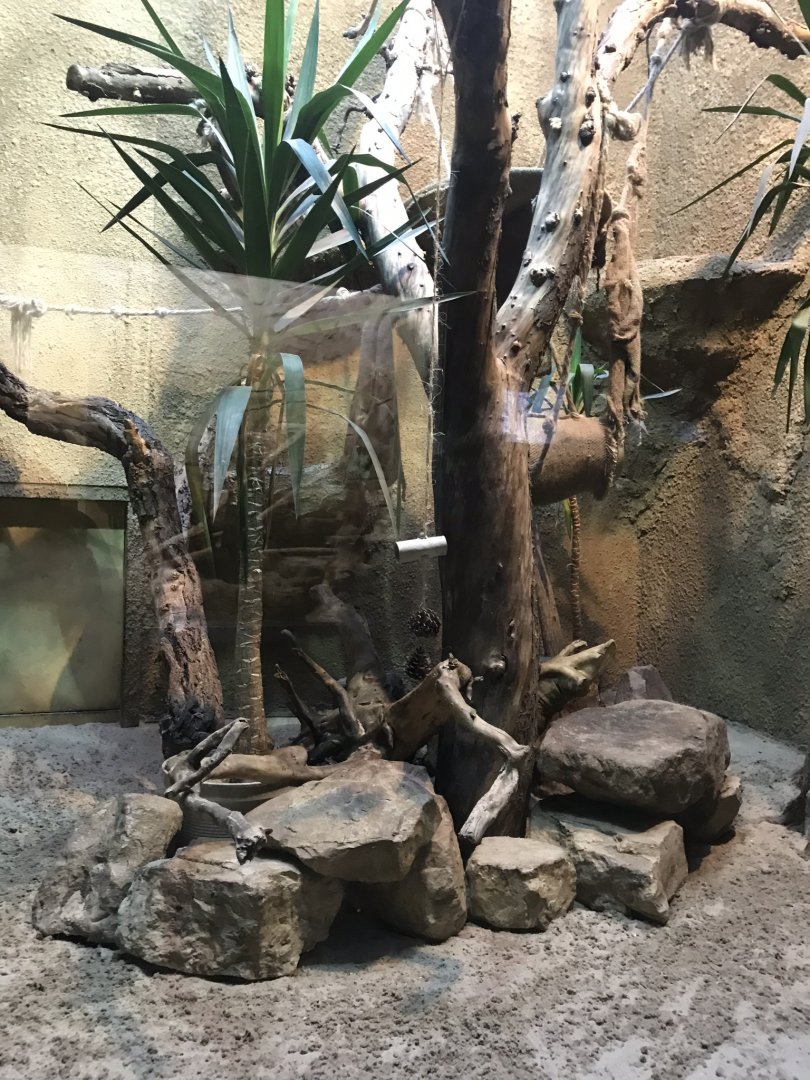 Narrow-striped mongoose exhibit 290118