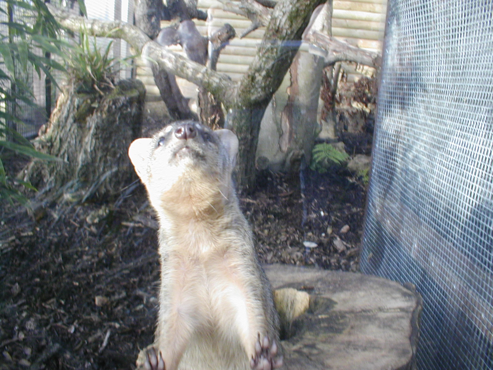 Narrow striped mongoose - Jersey zoo