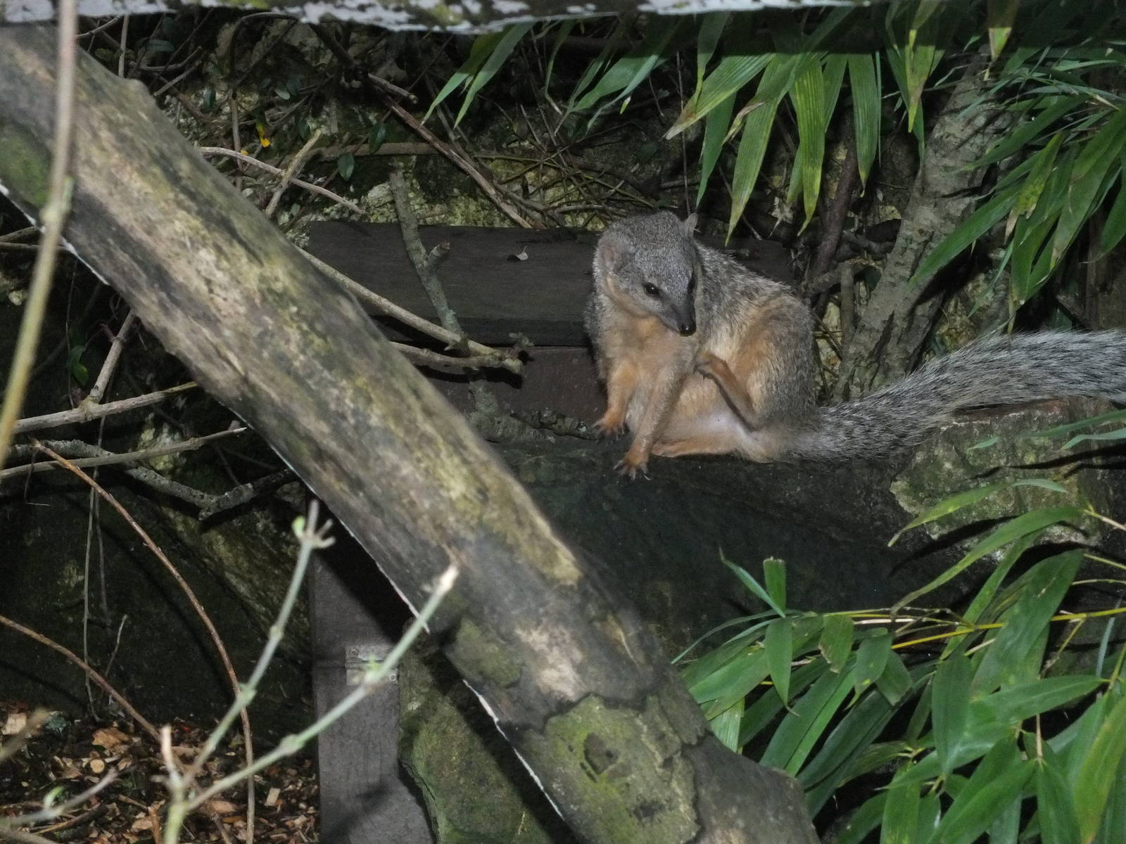 Narrow-striped mongoose (Mungotictis decemlineata decemlineata) at Newquay