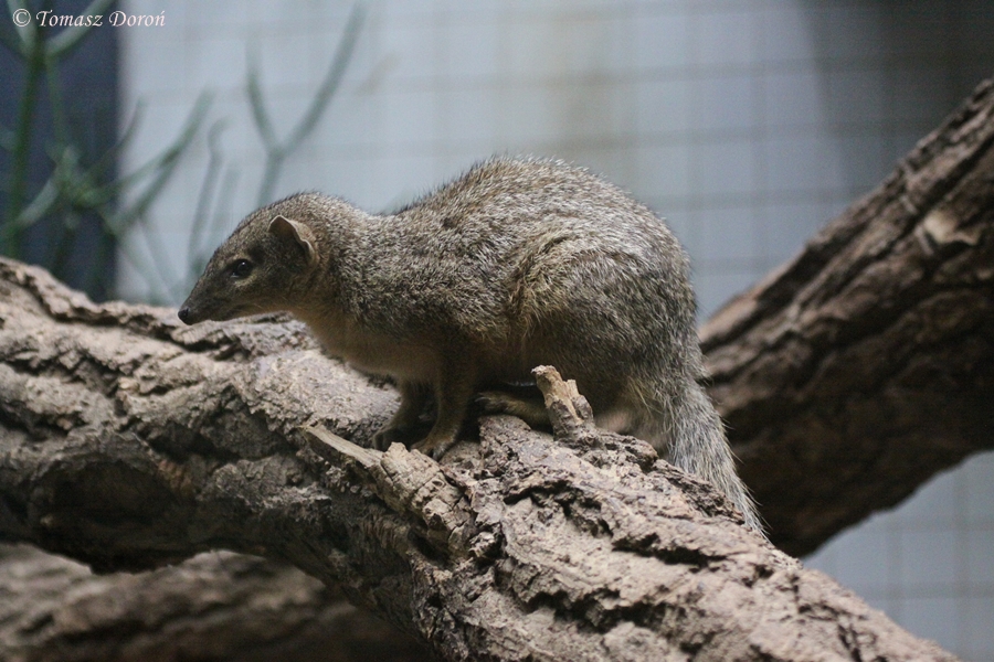 Narrow-striped Mongoose (Mungotictis decemlineata decemlineata)