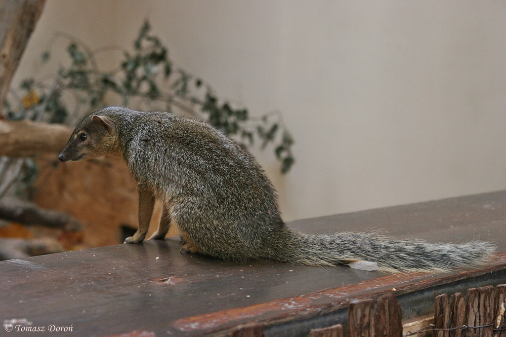 Narrow-striped Mongoose (Mungotictis decemlineata decemlineata)