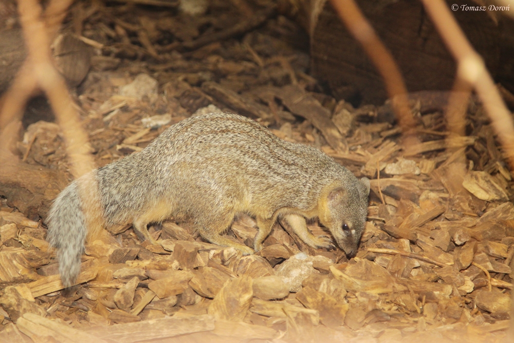 Narrow-striped Mongoose (Mungotictis decemlineata)