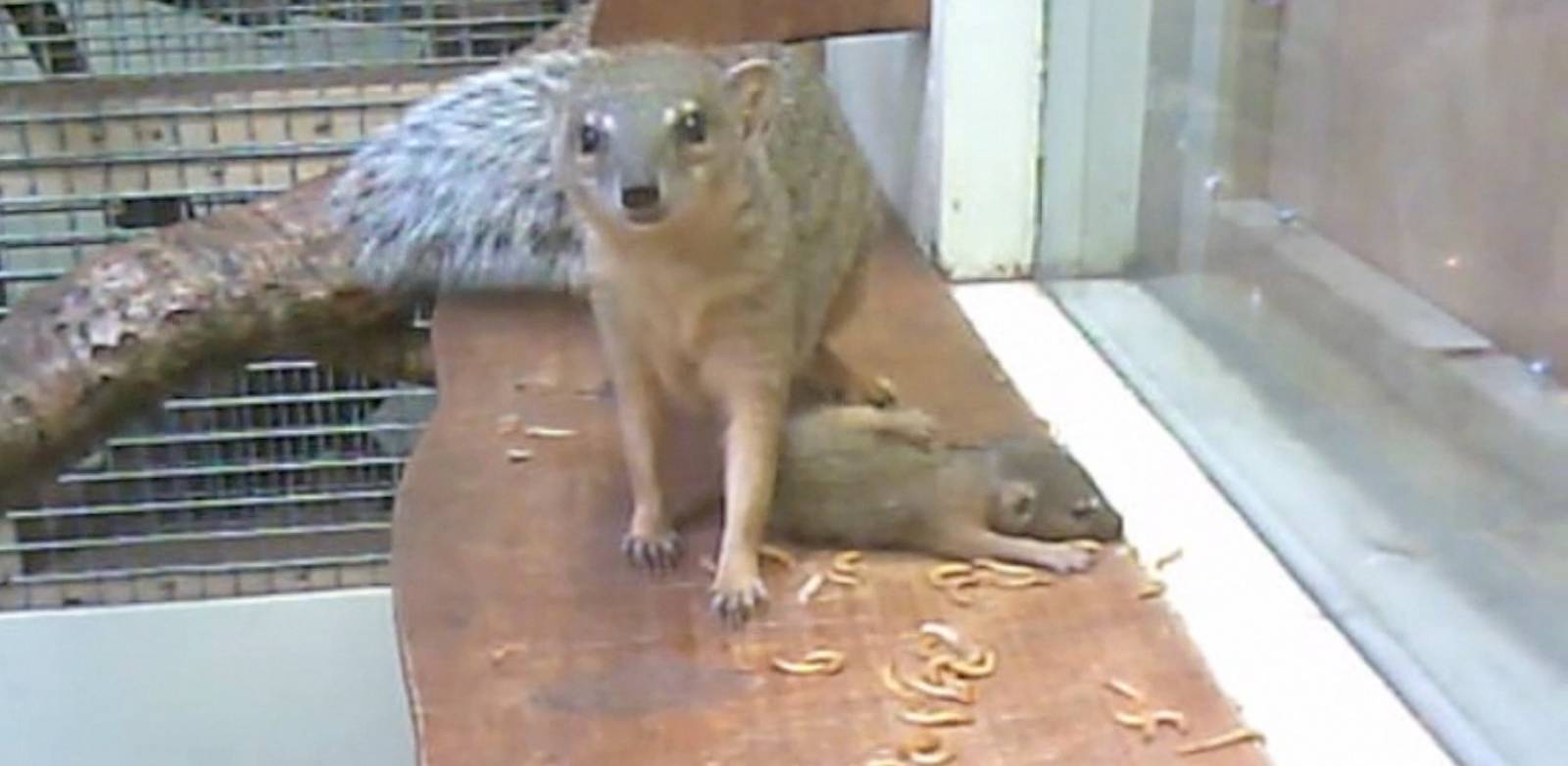 Narrow-striped mongoose (Mungotictis decemlineata)