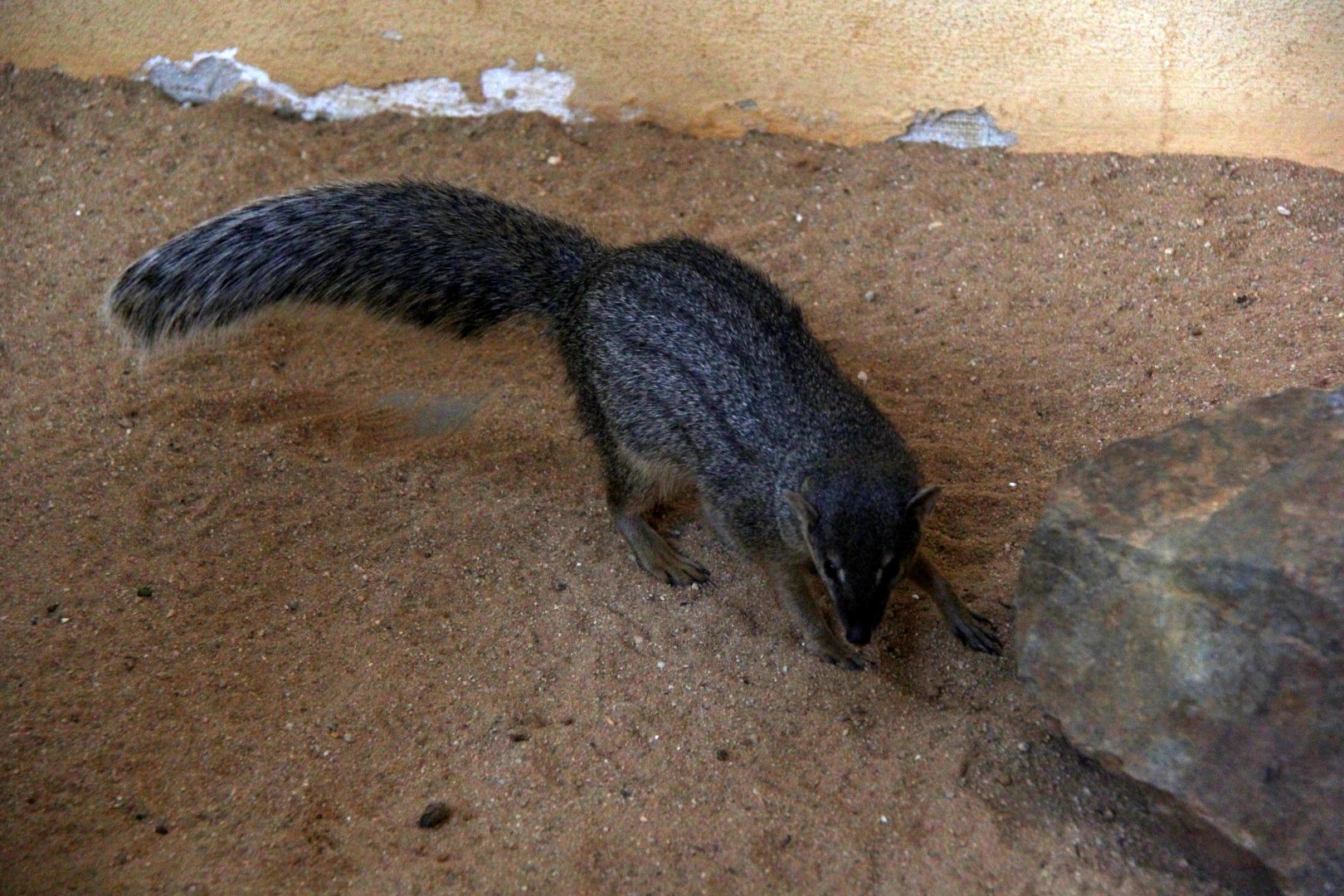 narrow-striped mongoose (Mungotictis decemlineata)