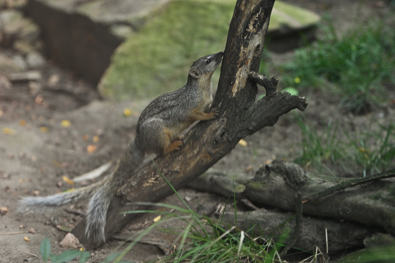 Narrow-striped mongoose (Mungotictis decemlineata)