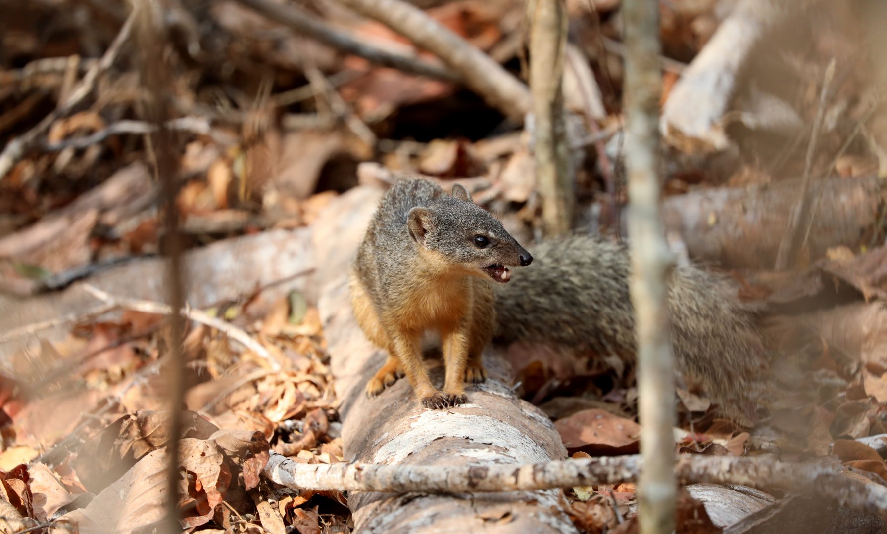 narrow-striped mongoose (Mungotictis decemlineata)