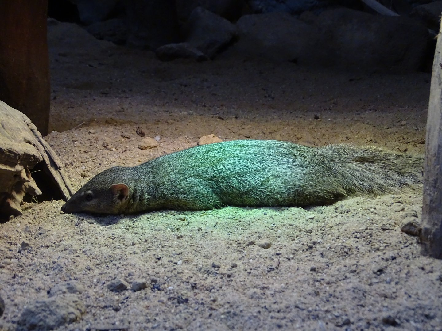 Narrow-striped mongoose (Mungotictis decemlineata)