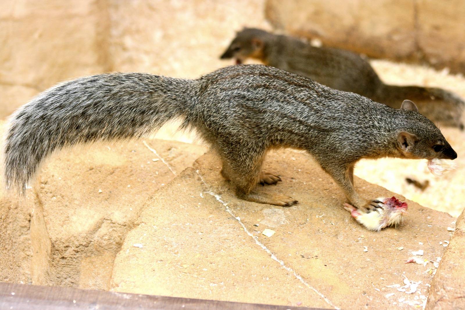 Narrow-striped mongoose; RSCC; 17th May 2014