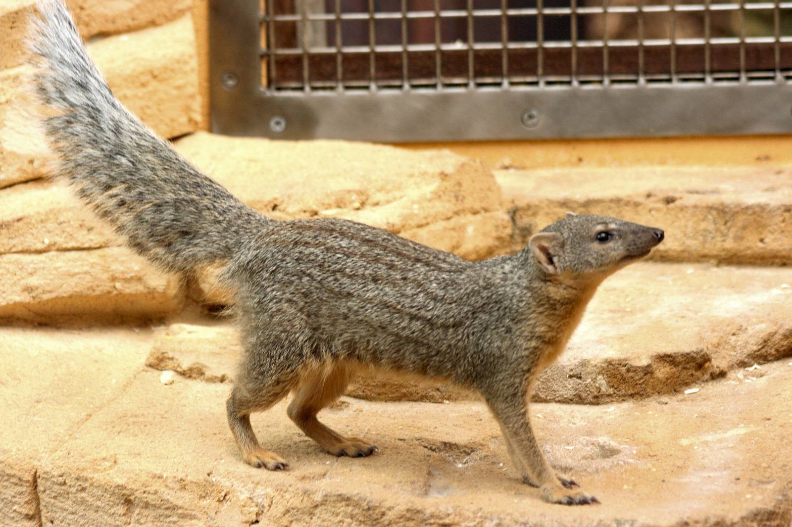 Narrow-striped mongoose; RSCC; 17th May 2014