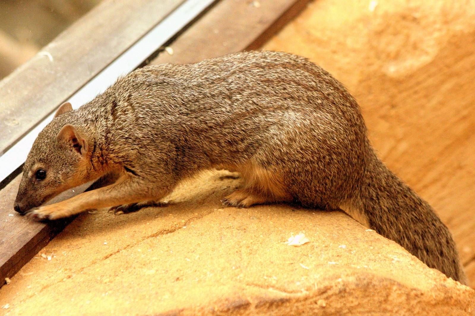 Narrow-striped mongoose; RSCC; 21st September 2014