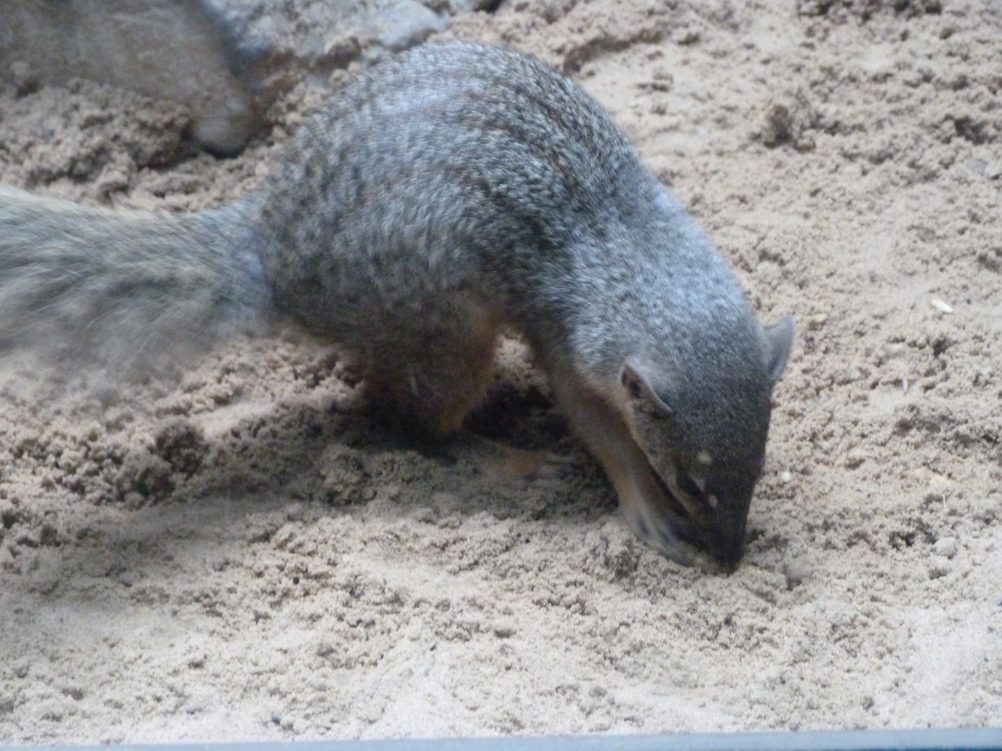 Narrow-striped mongoose -Zoologischer Garten Berlin (2024)