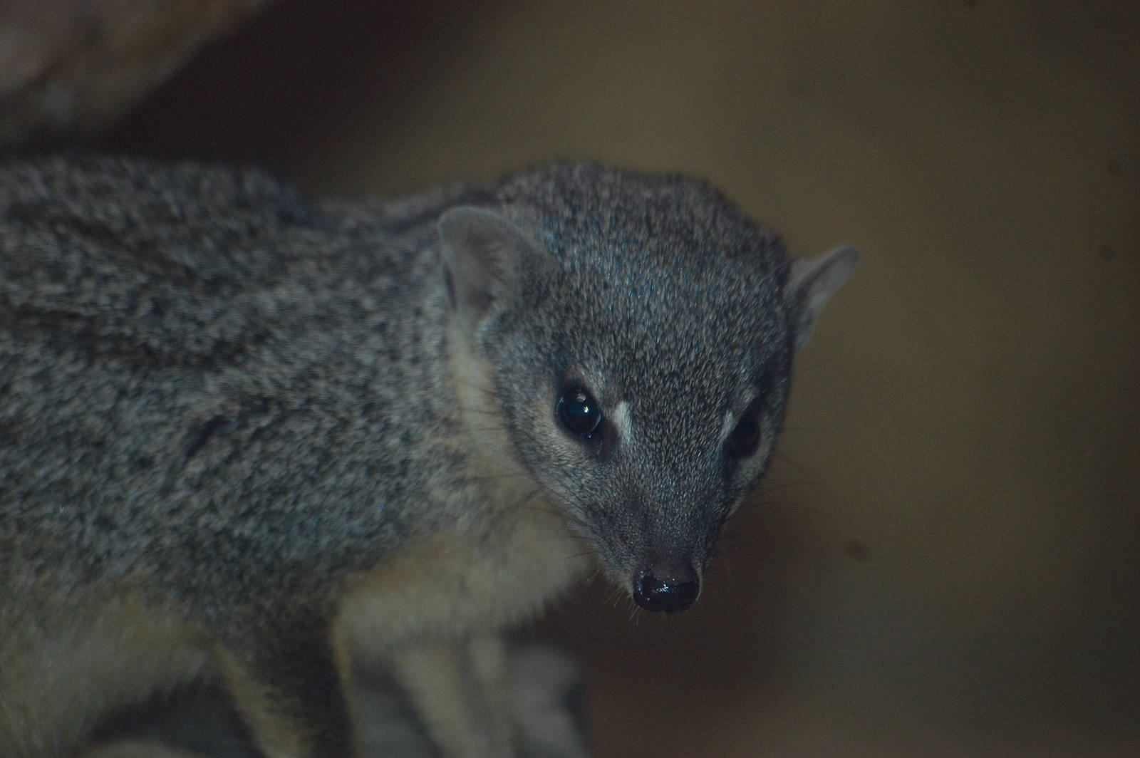Narrow-striped mongoose