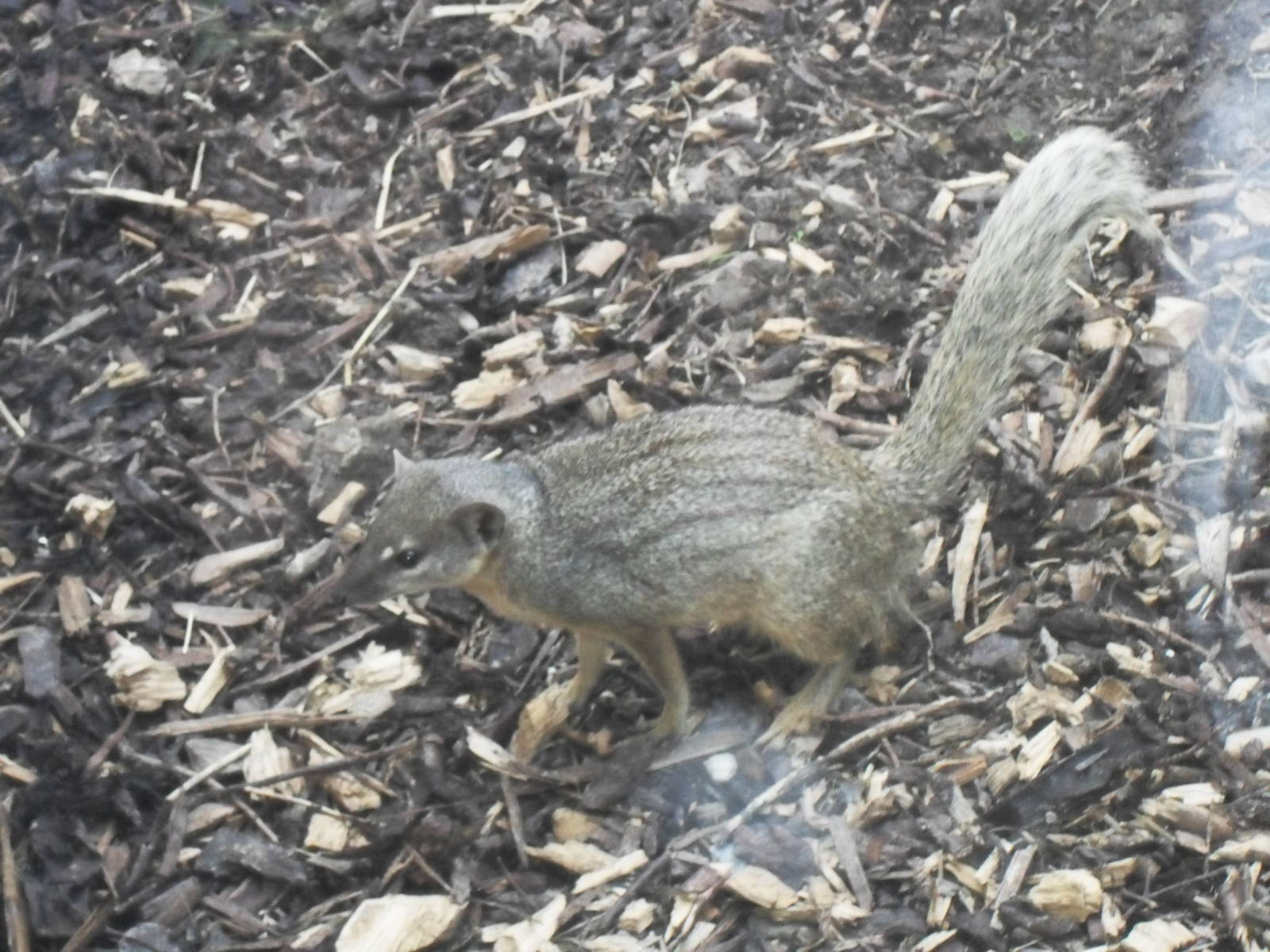 Narrow striped mongoose
