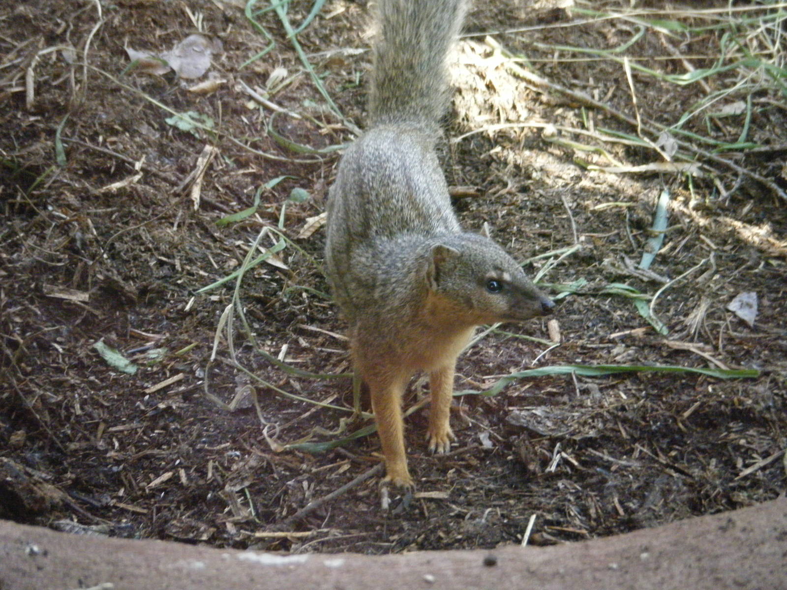 Narrow Striped Mongoose