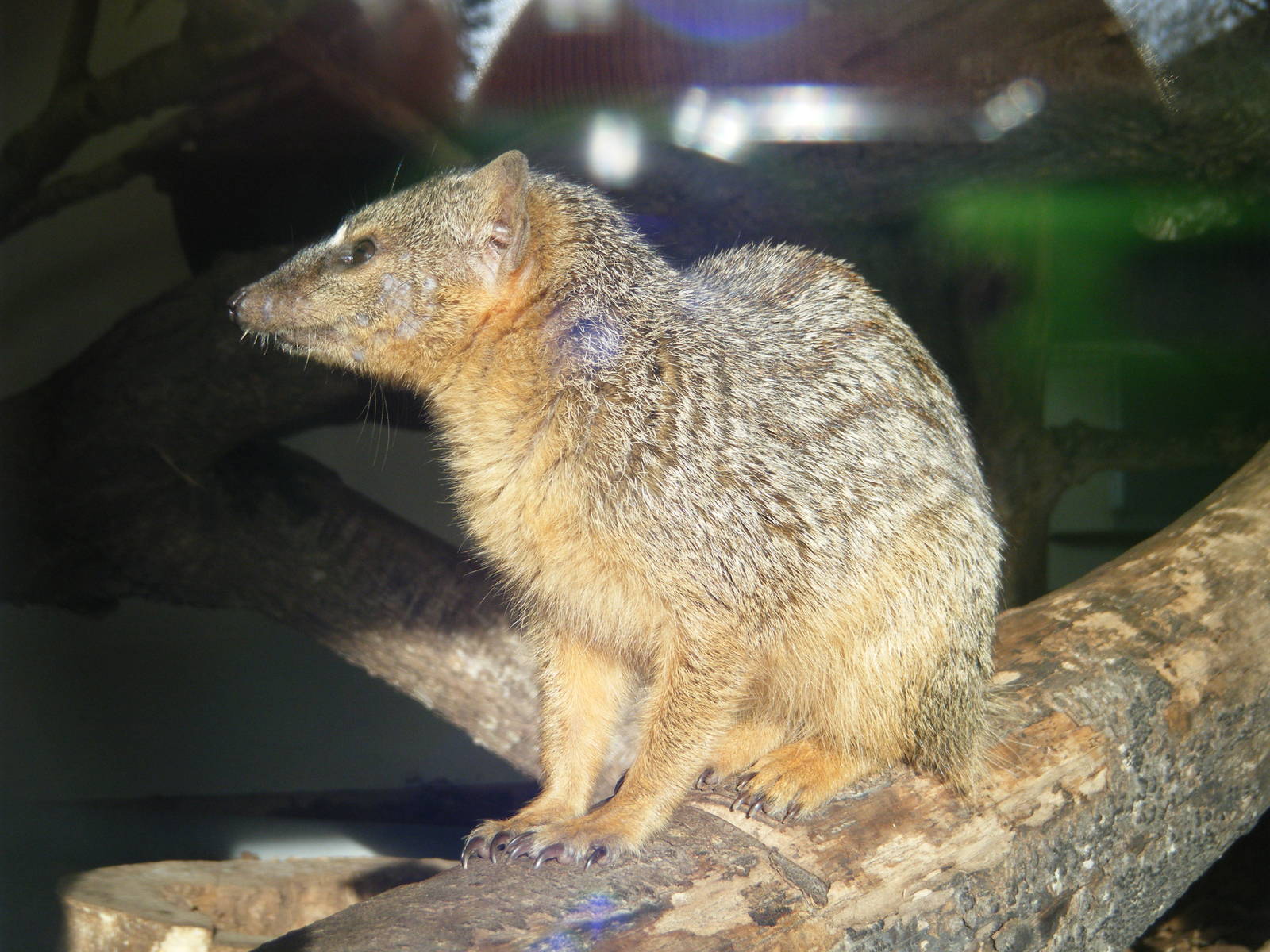 Narrow Striped Mongoose