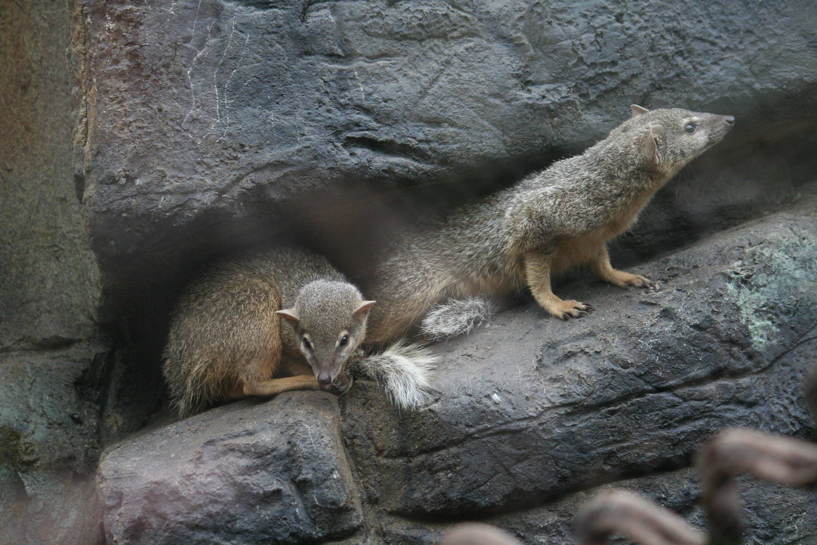 Narrow-striped mongoose
