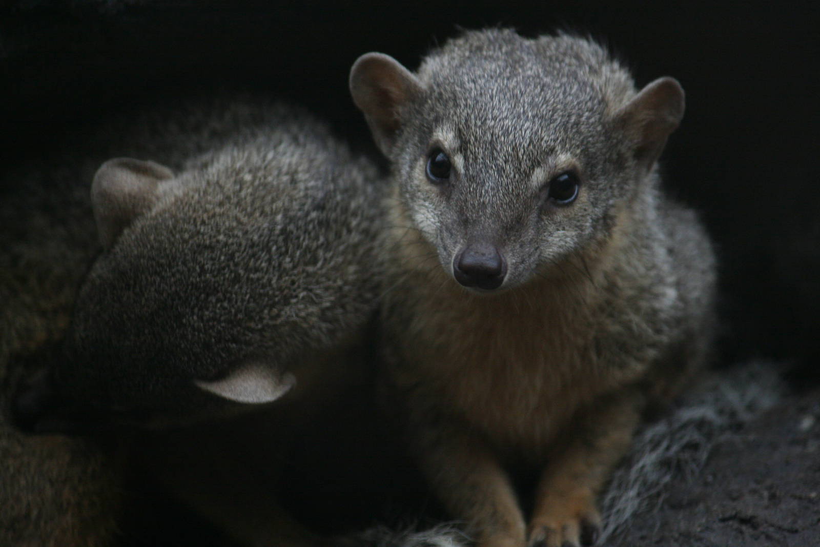 Narrow-striped mongoose