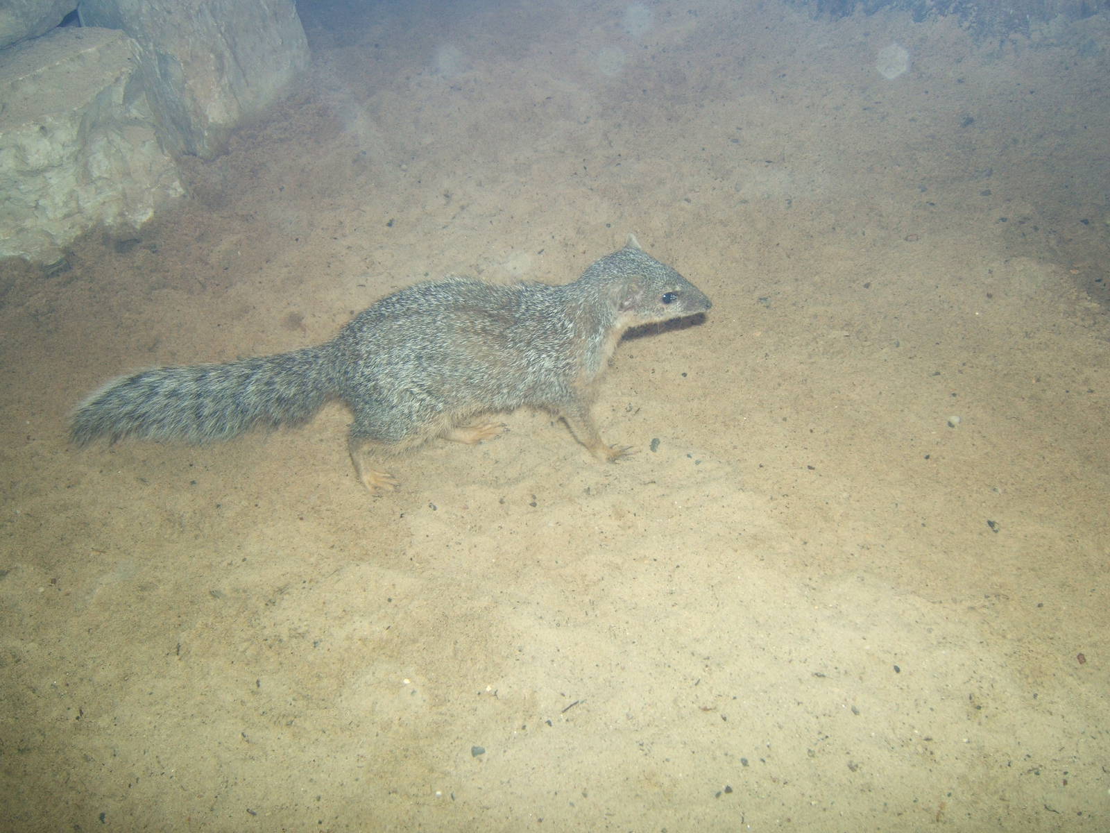 Narrow Striped Mongoose