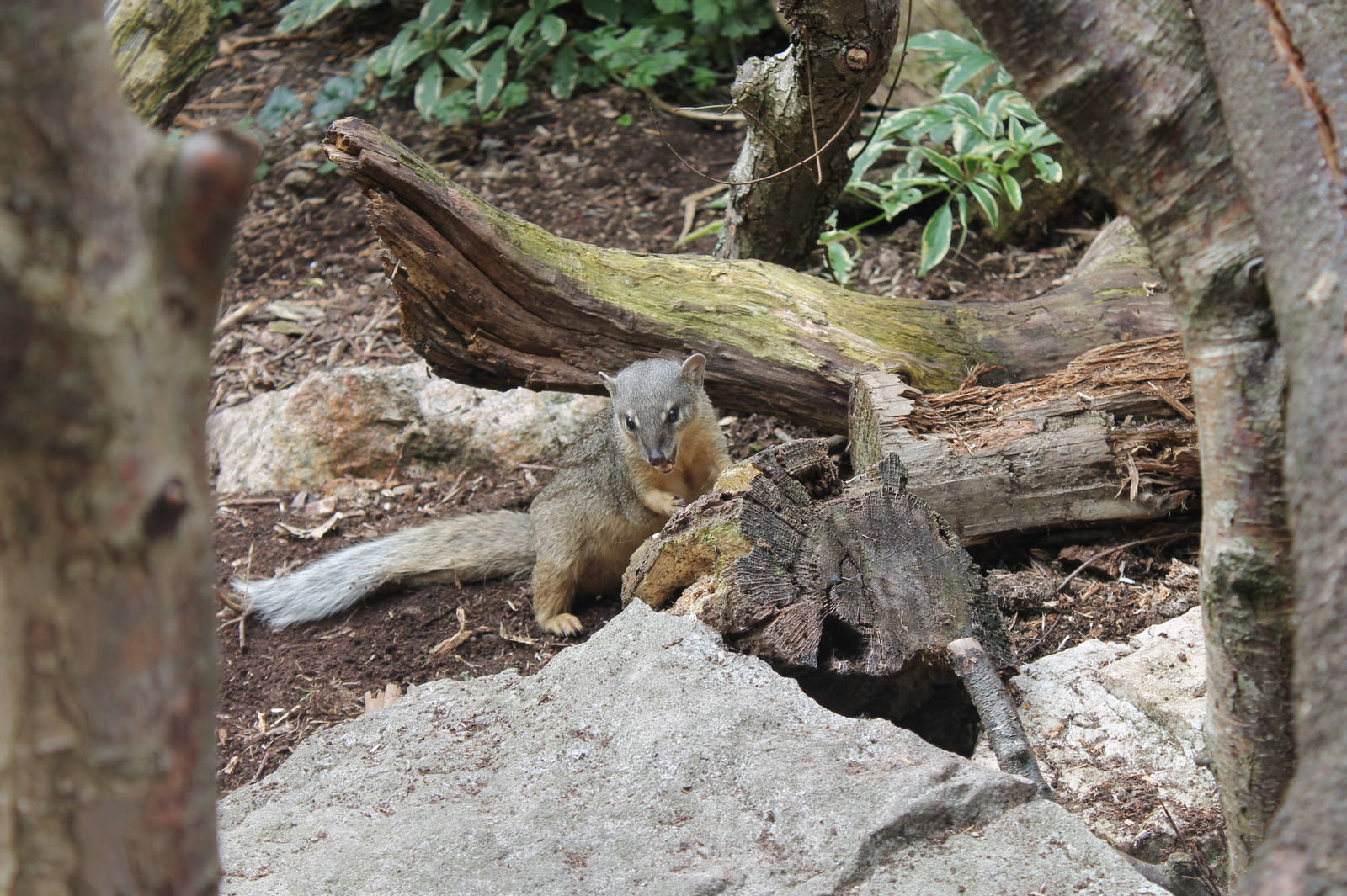 Narrow-striped Mongoose