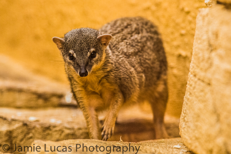 Narrow-striped mongoose
