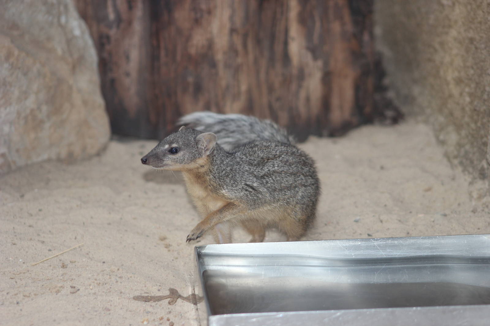 Narrow-striped mongoose