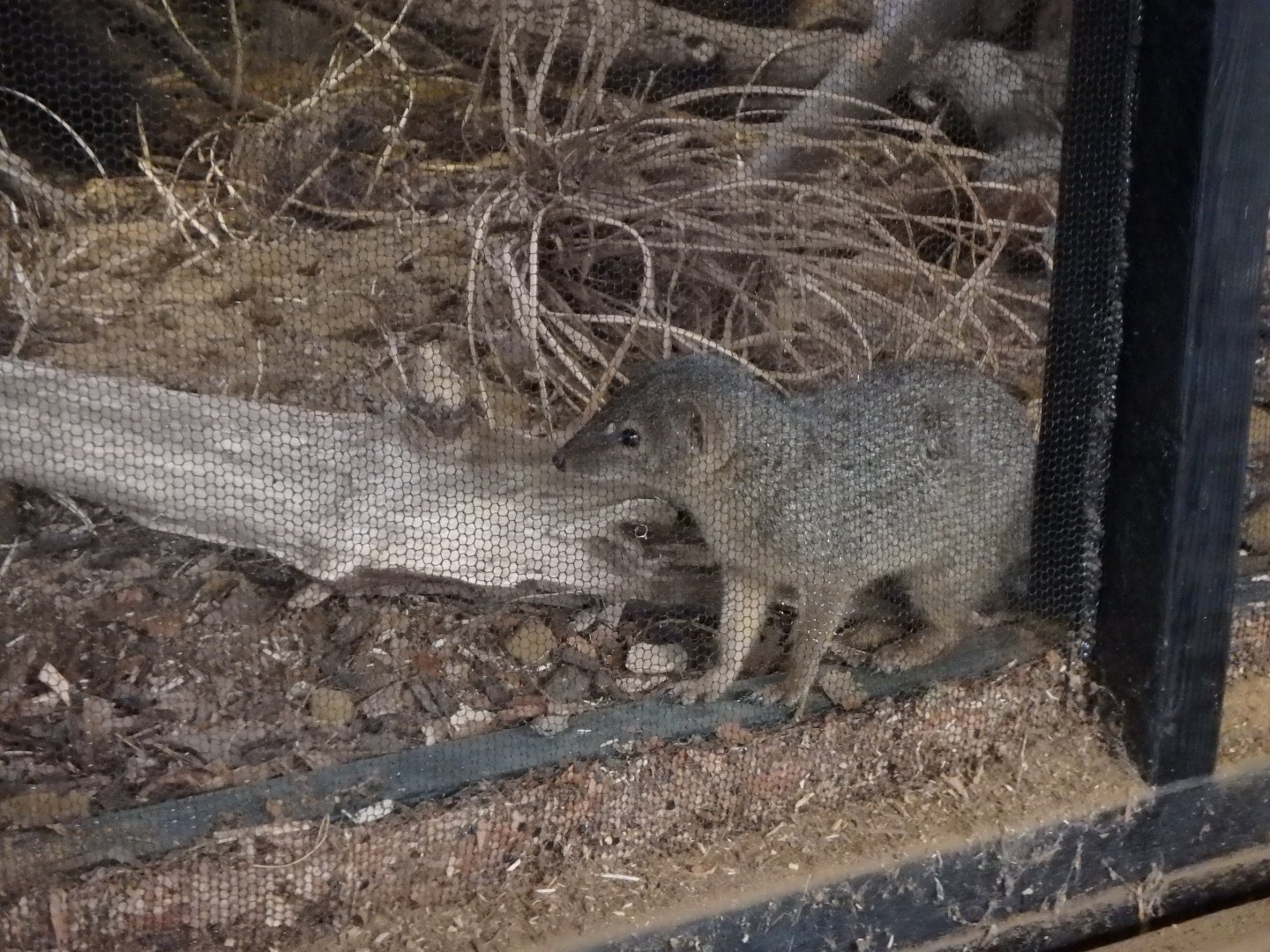 Narrow Striped Mongoose