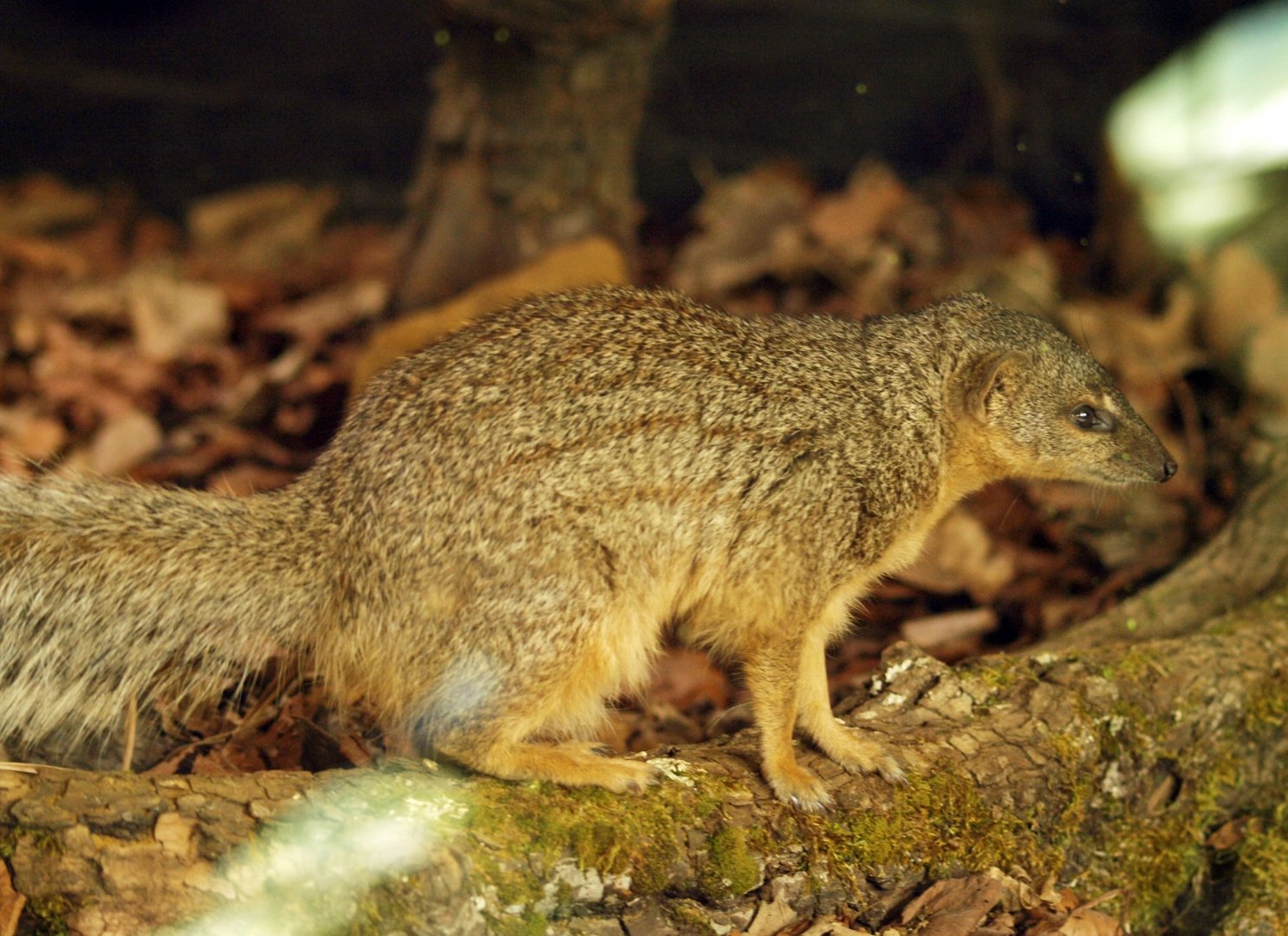 Narrow-striped mongoose