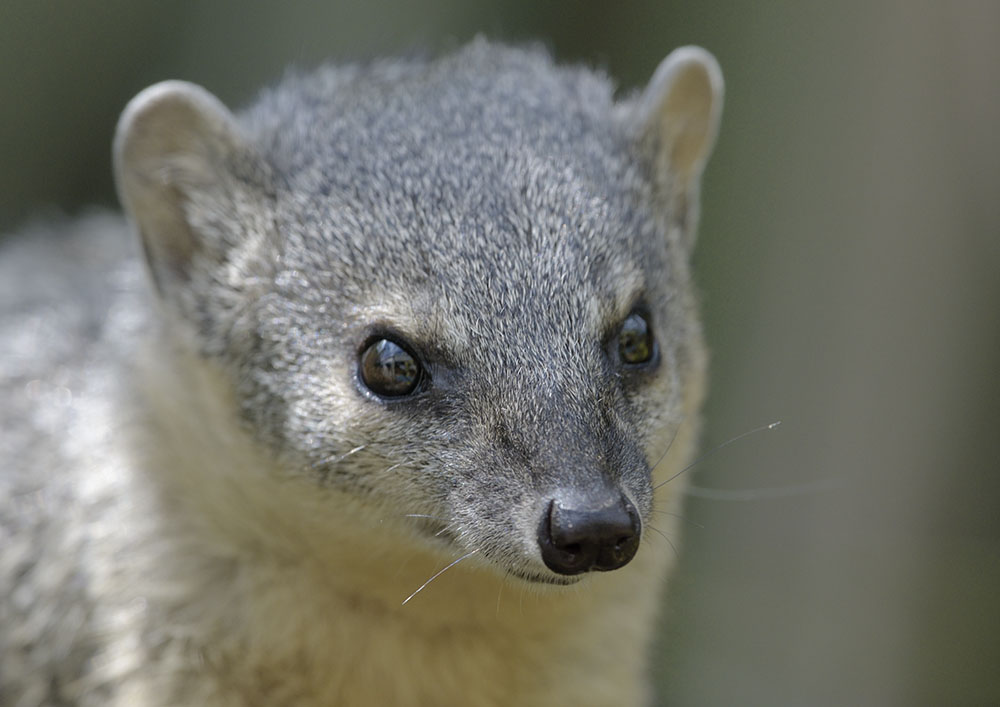 Narrow-striped mongoose