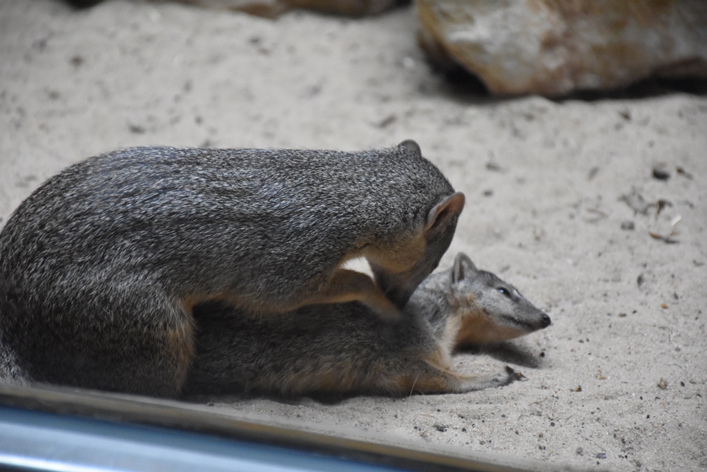 Narrow-striped mongoose