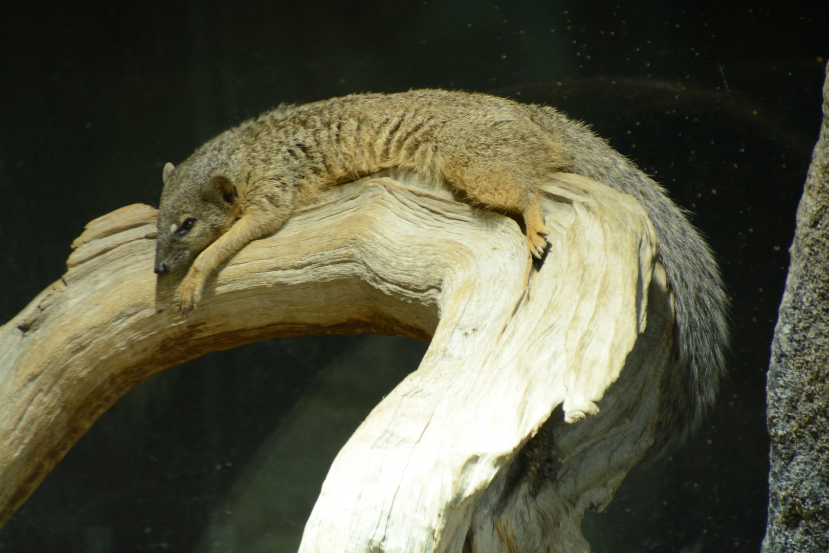 Narrow-striped Mongoose