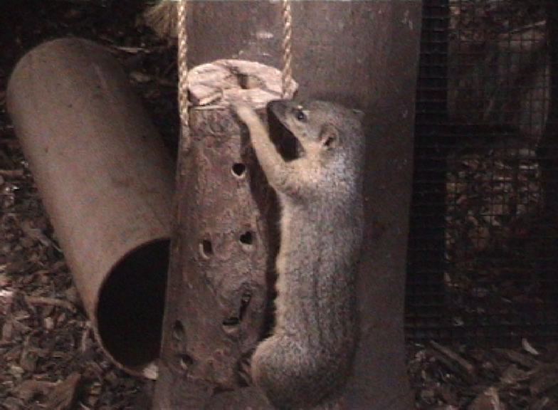 Narrow striped mongoose