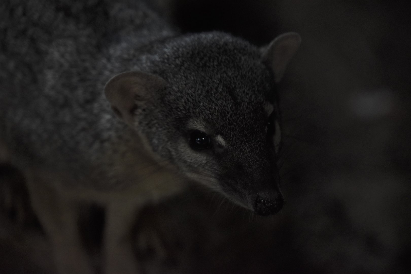 Narrow-striped mongoose