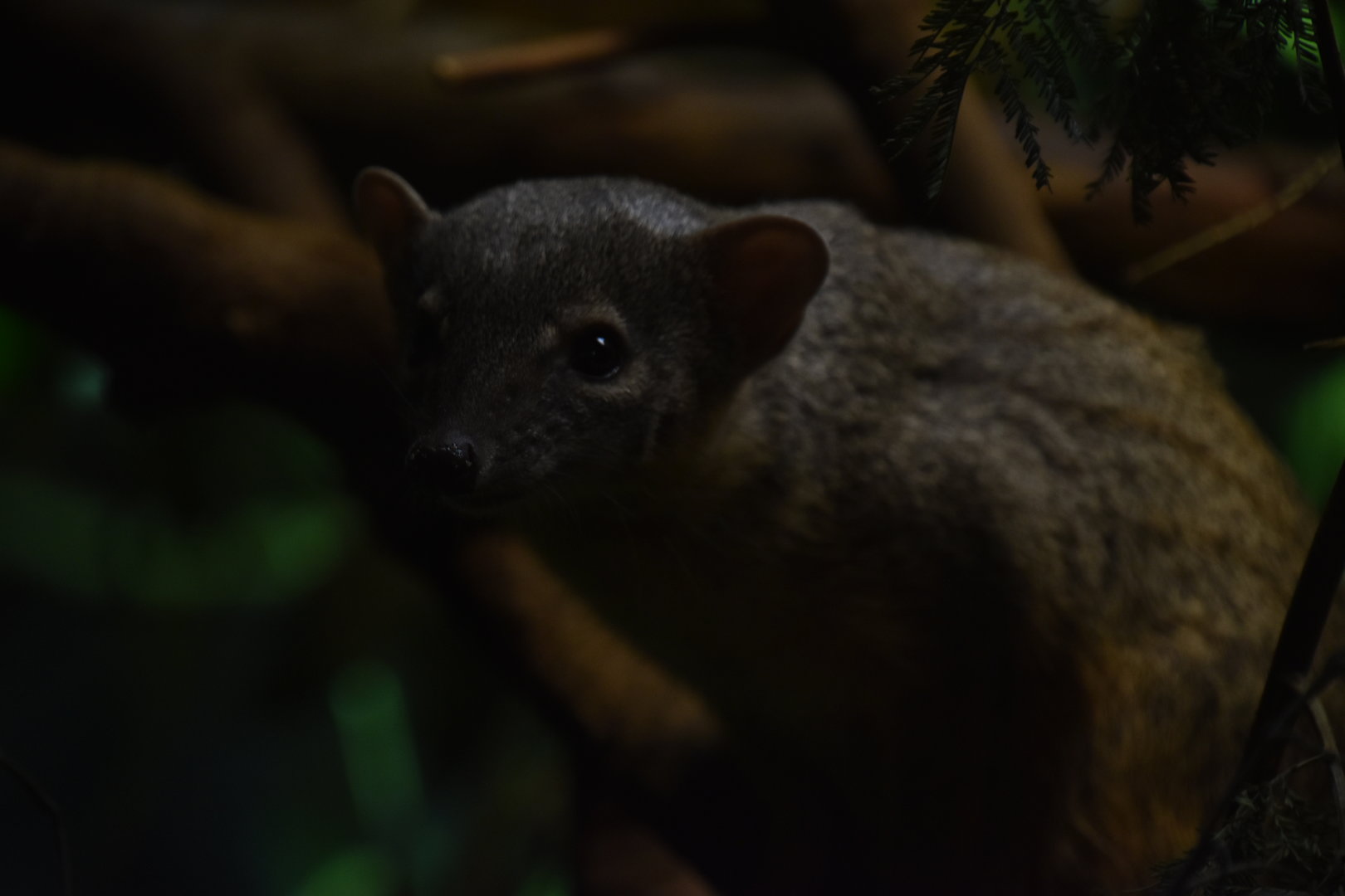 Narrow-striped mongoose