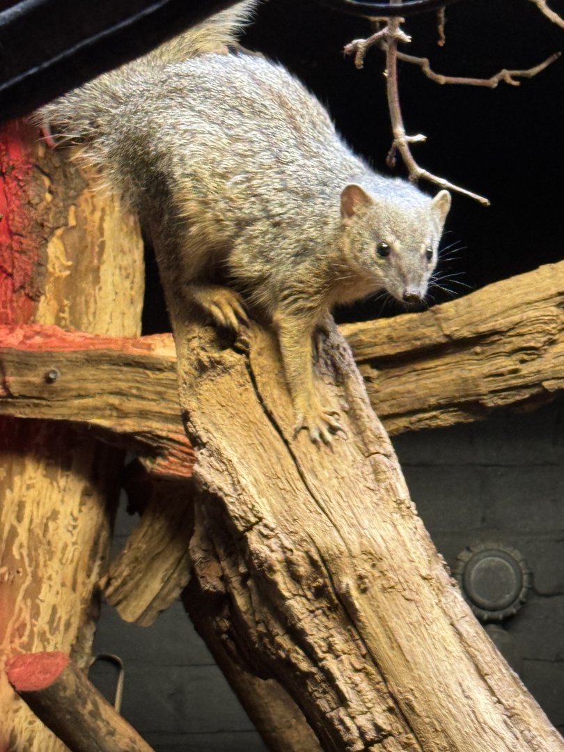 Narrow Striped Mongoose